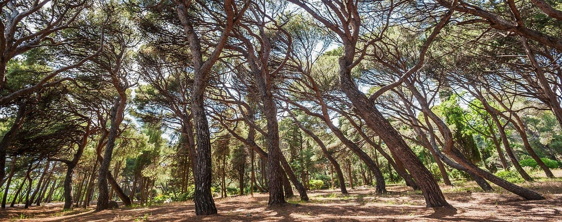 Санаторий Форос, WELLNESS & PARK, официальный партнер ООО Туристическая  компания «ЛАСПИ»